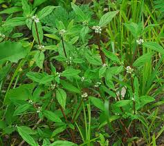 Image result for Spermacoce annua