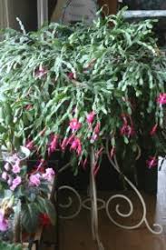 Christmas cacti are such beautiful plants when they flower, and we often hear that cuttings have been passed down from generation to generation, often still thriving after decades. January 2019 Ashland Garden Club