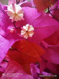 pin by sanjay verma on biotechnology and being scientist flowers rose plants