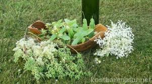 Kostlicher Gesundbrunnen Bluten Sirup Mit Grosser Heilkraft Holunder Rezepte Heilpflanzen Holunderbluten Rezepte