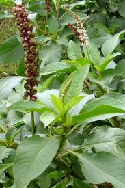 Image result for Phytolacca