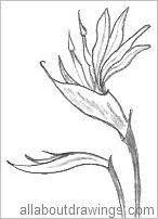 Simple Bird Of Paradise Drawing Bird Of Paradise Outline Flower Outline Outline Drawings Drawings