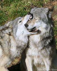 Bad Dog Wolf Dog Funny Wolf Wolf Spirit Animal
