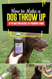 At every phase of life, but when illness is involved, the role of nutrition. How To Make A Dog Throw Up Most Safe Quick And Effective Method
