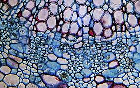 In this article we will discuss about the plant cell which is the fundamental unit of all living organisms in terms of structure. Plant Cell Microscopic Photography Plant Cell Biology Art