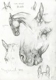 Drawing Animals In The Zoo Drawing On Demand Horse Drawings Animal Drawings Horse Sketch