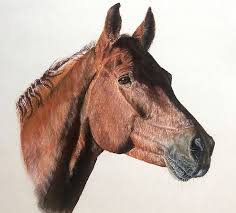 Browse horse trailers, or place a free ad today on horseclicks.com How To Draw A Horse Head Create A Realistic Horse Head Drawing