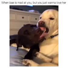 Nice Video Cute Animals Cute Funny Animals Cute Baby Animals