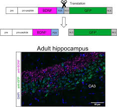 Proteine atlas rat / proteine atlas rat the rat genome database houses genomic, genetic, functional, physiological, pathway and disease data for the laboratory rat as well as comparative data for mouse. A New Mouse Line Reporting The Translation Of Brain Derived Neurotrophic Factor Using Green Fluorescent Protein Eneuro
