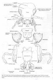 Standards code and food businesses food pest managers are to supply the food business with a copy of identification documents for all staff members who may enter the site on behalf of the. Classification Of Insect Pests And Their Economic Importance