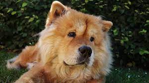 Golden Retriever Chow Mix Everything You Need To Know 2021 My Golden Retriever
