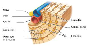Maybe you would like to learn more about one of these? Lacunae Anatomy Anatomy Drawing Diagram