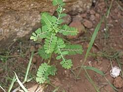 Image result for Phyllanthus fraternus