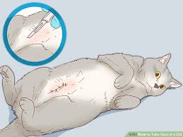 Mini lops, like all rabbits, need a clean hutch, a nutritious diet, and gentle handling in order to thrive and be happy. How To Brush A Cats Teeth Wikihow Teethwalls