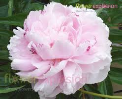 Image result for Gardenia