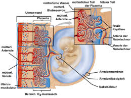 Ssw wird der kleine embryo zum fötus, weil die entwicklung der organe und körperteile nun abgeschlossen ist. Schwangerschaftswoche 10 Was Passiert In Der 10 Ssw