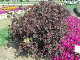 Mahogany splendor hibiscus will grow to be about 5 feet tall at maturity, with a spread of 3 feet. Hibiscus Mahogany Splendor Phtomark Flickr