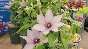 Maybe you would like to learn more about one of these? Clematis Samaritan Jo Lovely Unique Soft Lilac Vine Part Of The Raymond Evison Collection Youtube