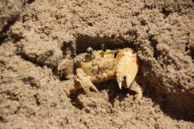 The distribution and trophic ecology of Golden ghost crabs (Ocypode convexa)