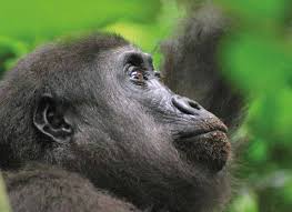 Image result for Scytopetalum pierreanum