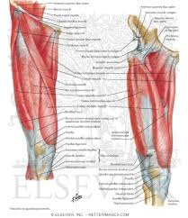 Jun 18, 2018 · the muscles in the back help with plantar flexion and supporting the arch of the foot. Atlas Of Human Anatomy 1st Edition