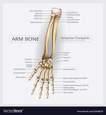 Arm And Hand Bone Vector Illustration Download A Free Preview Or High Quality Adobe Illustrator Ai Eps Pdf And High Re Hand Bone Hand Bone Anatomy Arm Bones