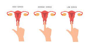 How To Check Your Cervix | The Fornix | Flex