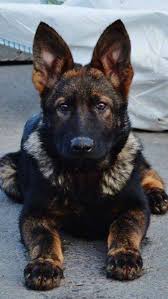 We are breeder of working line dogs that come from ipo & schutzhund titled pedigree. Gsd Puppy Dogs German Shepherd Dogs German Shepherd Puppies