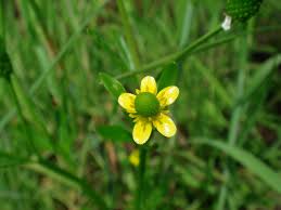Image result for Ranunculus multifidus