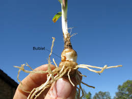 Image result for Nothoscordum borbonicum