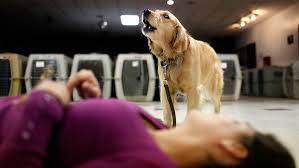 And if that's not an option, they can be adopted out into the general public. Wonder Dog Published 2012 Service Dogs Dogs Assistance Dog