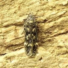 Image result for Bryotropha senectella