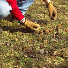 The tree produces spiny green fruits about the size of a golf ball, which turn brown and drop off the tree over an extended period beginning in fall and continuing over the winter. What Kind Of Tree Produces Spiked Round Balls