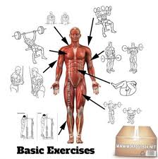 At the elbow, the biceps are essential in lifting, and at the shoulder, they help with moving the arms sideways, forward and upwards. Basic Front Body Exercises Chart Healthy Fitness Training Plan Fitness Hashtag Workout Chart Fitness Training Plan Fitness Training