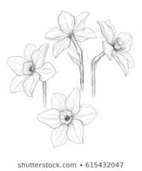 Five Things That You Never Expect On Narcissus Flower Black And White Narcissus Flower Bla Flower Drawing Pencil Drawings Of Flowers Narcissus Flower Tattoos