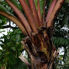 There are many banana plants to grow in fl: Banana Tree Seed Musa Ensete