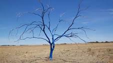 Blue Tree Project tackles mental health and suicide in regional ...