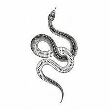 Sketch Snake In 2020 Biomechanical Tattoo Design Snake Tattoo Design Minimal Tattoo Design