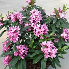 This species of daphne blooms throughout the spring, summer and fall, and is less fussy than some of the other daphne species. Daphne X Transatlantica Pink Fragrance Evergreen Daphne Special Deals Garden Plants