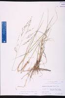 Image result for Eragrostis atrovirens
