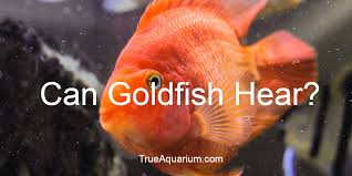 Well first of all in terms of whether to use a pond or tank; Can Goldfish Hear True Aquarium