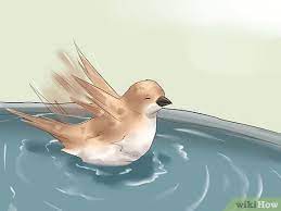 Some birds seem to enjoy bathing once a week and look why is bathing good for a pet bird? How To Clean A Bird 10 Steps With Pictures Wikihow