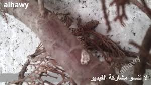 Sivutjulkisuuden henkilötiedemiesمعجزة كل يومvideotلماذا امر النبي بقتل البرص (أبو بريص). Ø£Ù… Ø¨Ø±ÙŠØµ Ø§Ù„ØªÙŠ ØªØ¨ØªÙ„Ø¹ Ø¨ÙŠØ¶ Ø·ÙŠÙˆØ± Ø§Ù„Ø²ÙŠØ¨Ø±Ø§ ÙÙŠÙ†Ø´ Youtube