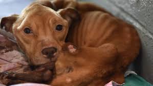 Pitbull left in Paterson basement found emaciated, near death