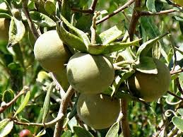 Image result for Diospyros dichrophylla