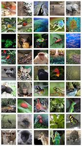 why do rainforests have so many kinds of plants and animals