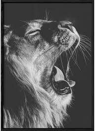 Poster Lion Noir Et Blanc 3 Acheter Immediatement L Afficherie Lion noir et blanc fond noir fond d'écran téléphone animaux totems animaux sauvages felin sauvage tableau pour chambre clair obscur image a imprimer. poster lion noir et blanc 3 acheter immediatement l afficherie