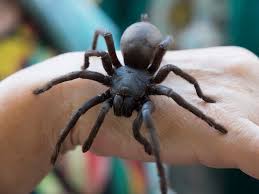 Despite the name, camel spiders are not spiders (and they're obviously not camels!). 10 Biggest Spiders In The World