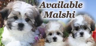 Malshi Puppies For Sale In Illinois Near Chicago Puppies Puppies For Sale Cute Dogs