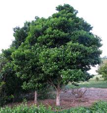 Image result for Psydrax